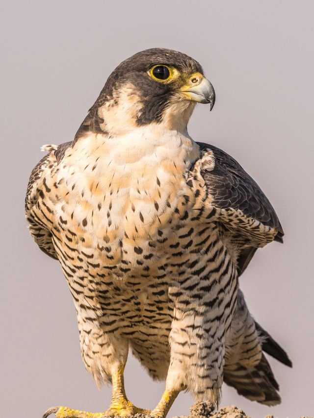 Read more about the article The 5 fastest animals in the world