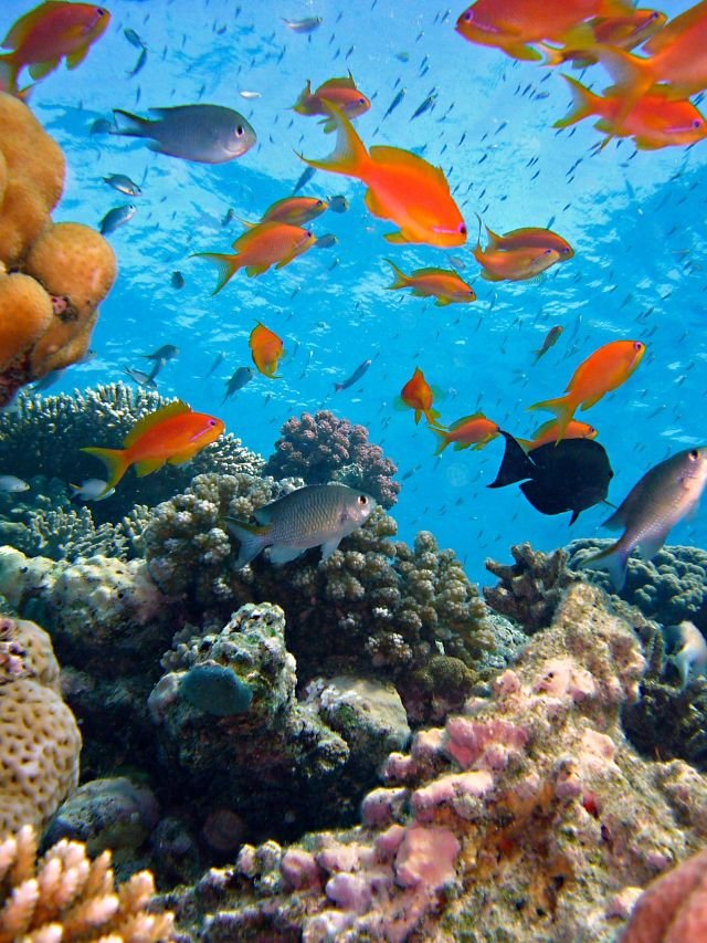 Read more about the article 5 Unknown Facts About Sea Creatures