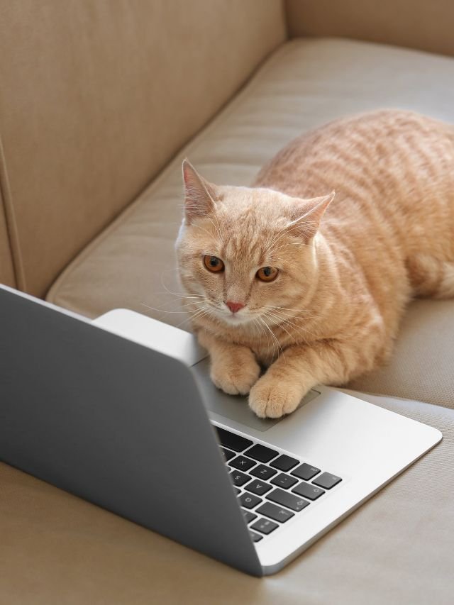 Read more about the article Hidden Facts About Cats