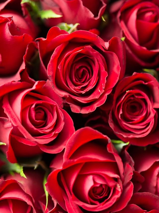 Read more about the article stpes to plant a beautiful rose garden